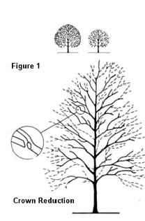 crown reduction