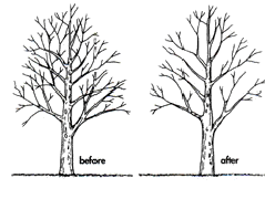 crown thinning