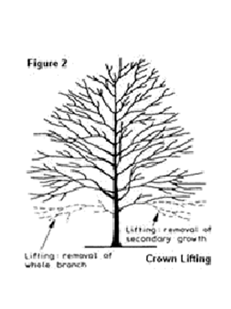 Crown Lifting