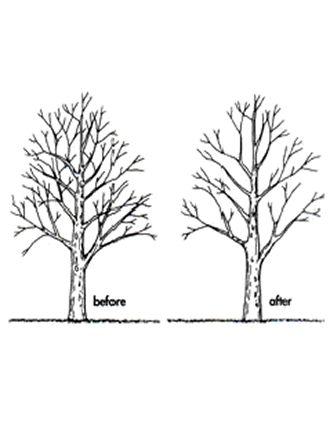 Crown Thinning