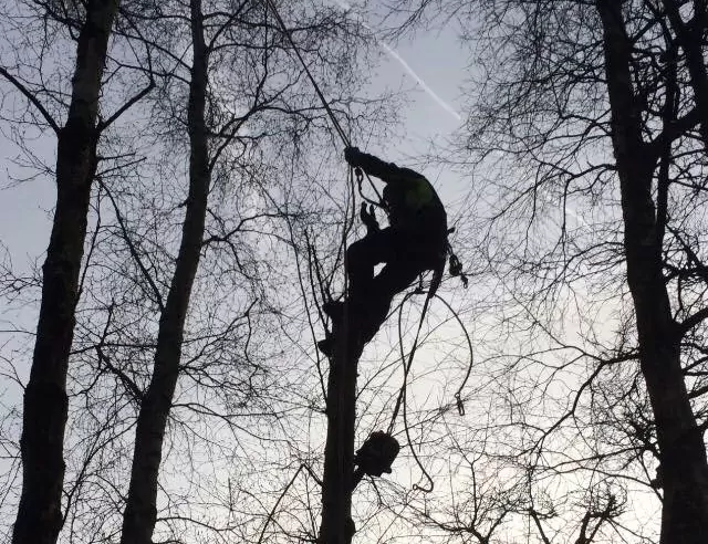 Section Felling