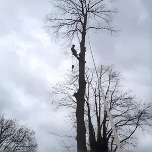 Tree cutter on a big tree