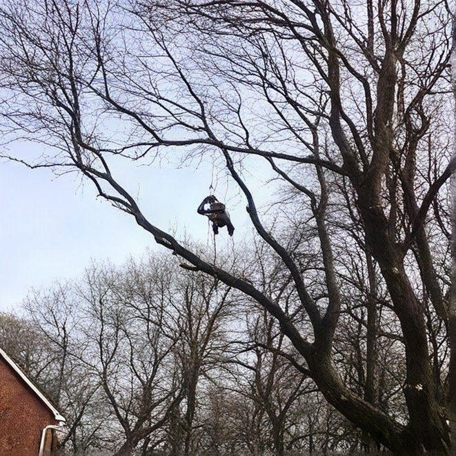 Tree cutter on a tree