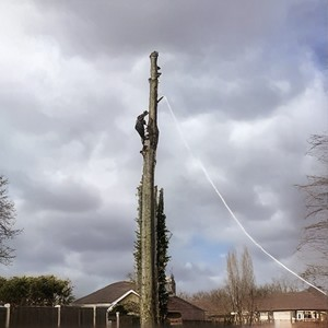 Tree cutter on tree