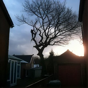 Tree in front of sunset