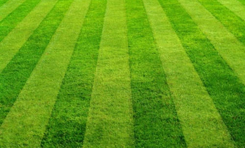 Mown grass
