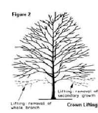 crown lifting