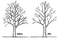 Crown Thinning