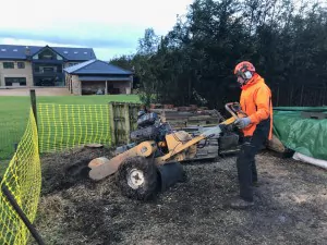 Tree Stump Removal Bolton